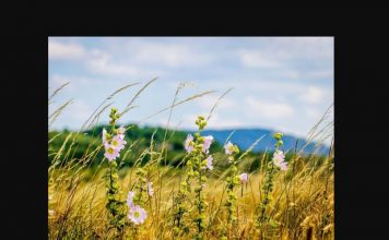 Ova biljka donosi zaradu najmanje 5 puta veću od ulaganja: Prihod ide i do 9.000 evra, a može da se gaji u celoj Srbiji