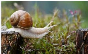 IMATE PROBLEME SA PUŽEVIMA U BAŠTI? EVO KAKO DA IH SE ZAUVIJEK RIJEŠITE: Stručnjaci otkrili TRIK, treba vam 1 stvar