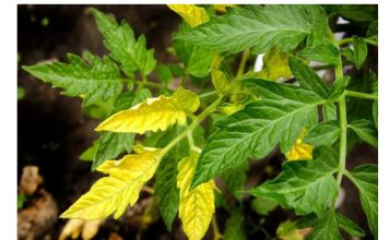 Najbolji lijek za paradajze sa žutim lišćem: Nakon ovoga će opet biti zelene, jake i brže rasti – TO ĆE SPASITI VAŠU ŽETVU!
