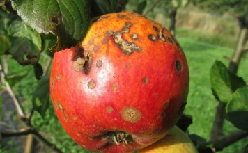 UKLONITE plijesan na paradajzu dok čekate: Ovaj jednostavan domaći sprej djeluje jednako dobro kao skupi fungicidi za mene!