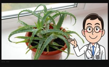 Svi moraju znati šta Aloe Vera može učiniti kada je stavite u zamrzivač: 12 SATI JE DOVOLJNO!