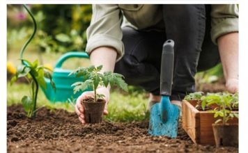 U jesen sam zakopao cijeli paradajz u bašti: OVO JE IZRASLO IZ NJEGA USRED LJETA!