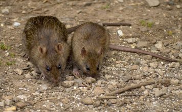 Samo 3 kapi i miševi i pacovi su nestali TRAJNO!