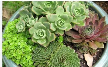 SVAKI DAN POJESTI PO JEDAN LIST – ČINI ČUDA U ORGANIZMU: Evo kako se pravilno koristi…