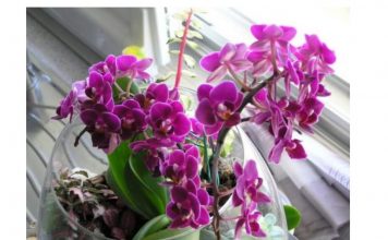 SIPAO SAM OVO NA KORIJENJE! Odjednom je orhideja procvjetala sa mnogo grana i pustila zdravo korijenje.