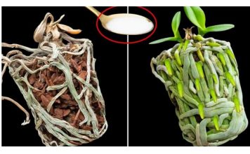 Samo joj dajte 1 kašiku i uništena ORHIDEJA će niknuti mnogo novih korijena!