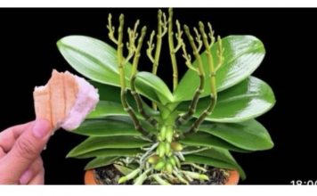 Stavite 1 komad ispod orhideje! Odjednom izraste 100 grana i cvjeta cijele godine