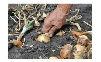Nemojte zaboraviti krajem MAJA bitno gnojivo za luk- EVO KAKO DA SE SPREMITE ZA NAJVEĆU BERBU IKADA