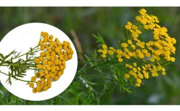 OVAJ JAK MIRIS TJERA MIŠEVE KAO OD ŠALE: Razbježaće se na sve stane, NEĆE ZNATI ŠTA IH JE SNAŠLO