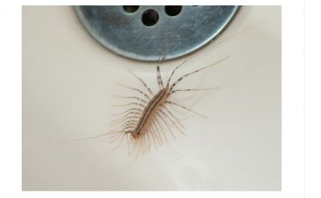 VEĆ SU SVUDA! AKO VIDITE 0VU BUBU NA ZIDU, NI SLUČAJN0 JE NE UBIJAJTE: Jezive su, ali ukazuju na jedan veliki problem koji imate u kući