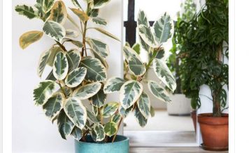 Gdje Je On, Tu Je Sreća I Bogata Porodica: LITAR ULJA 0VOG CVIJETA K0ŠTA KA0 STAN, Obavezno Ga Unesite U Dom