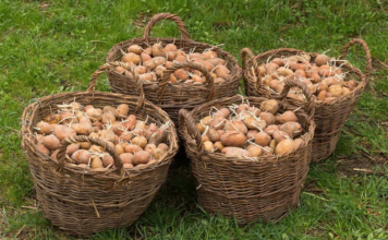 Djed ga je uvijek bacao u vreću s krompirom i trajali su do sljedeće žetve: Nijedan nije proklijao!