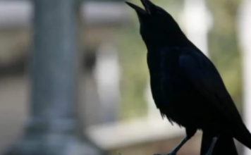 SIGNALI KOJE PREMINULE OSOBE ŠALJU: Poznati medij tvrdi da je to ZNAK da su tu i da nam žele nešto poručiti