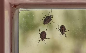 POMEŠATAJU OVO U ČINIJU I SMRDIBUBE SE VIŠE NIKADA NEĆE POJAVITI! Invazija NAPASTI JE u JEKU, SPAS JE U…