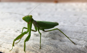Ako vam ovaj insekt uđe u stan budite srećni: Kažu da s razlogom bira kuću, a poruka koju nosi je predivna