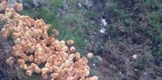 Tokom šetnje kroz šumu primetio sam čudne žute kuglice koje su ličile na pečurke — ono što su zapravo bile me je iznenadilo.