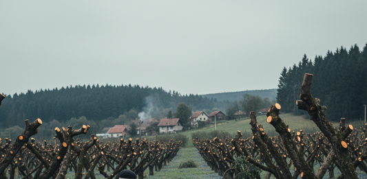 Komšija mu je iz zavisti posekao ceo voćnjak tokom noći: Ujutru je na svom pragu zatekao gajbu punu voća i poruku koja ga je postidela do suza.