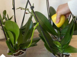 URADITE OVO 0RHIDEJAMA I N0VE GRANE I LISTOVI ĆE KRENUTI: Stalno će cvjetati, a 0rhideja će biti zdrava i prelijepa