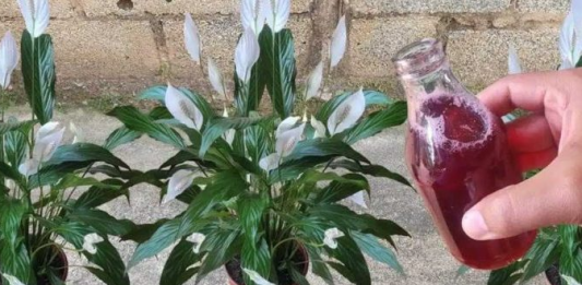 Samo ga sipajte u saksiju i cvijet cvjeta skoro NON-STOP: Nema bolesti, imamo 5 puta više lijepih listova i cvjetova!