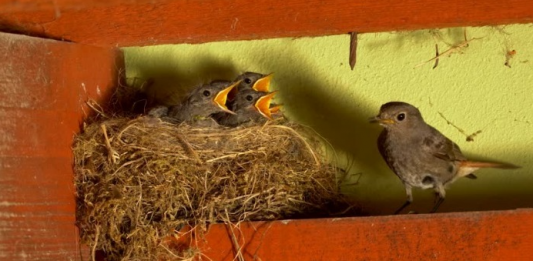 Zašto ptice grade gnijezda u blizini vašeg doma – to nije samo slučajnost!