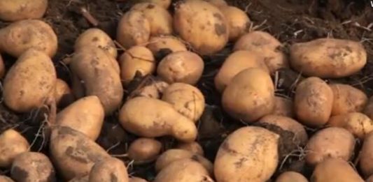 ŽENA KUPILA DŽAK KROMPIRA, PA SE RAZBESNELA KAD GA JE NAČELA! “Pa, mi smo čudo!” – komentari na mrežama pljušte!