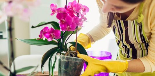 Koktel života iz kuhinje je štih za sobne biljke: Obožava ga orhideja, koja je magnet za ljubav i blagostanje