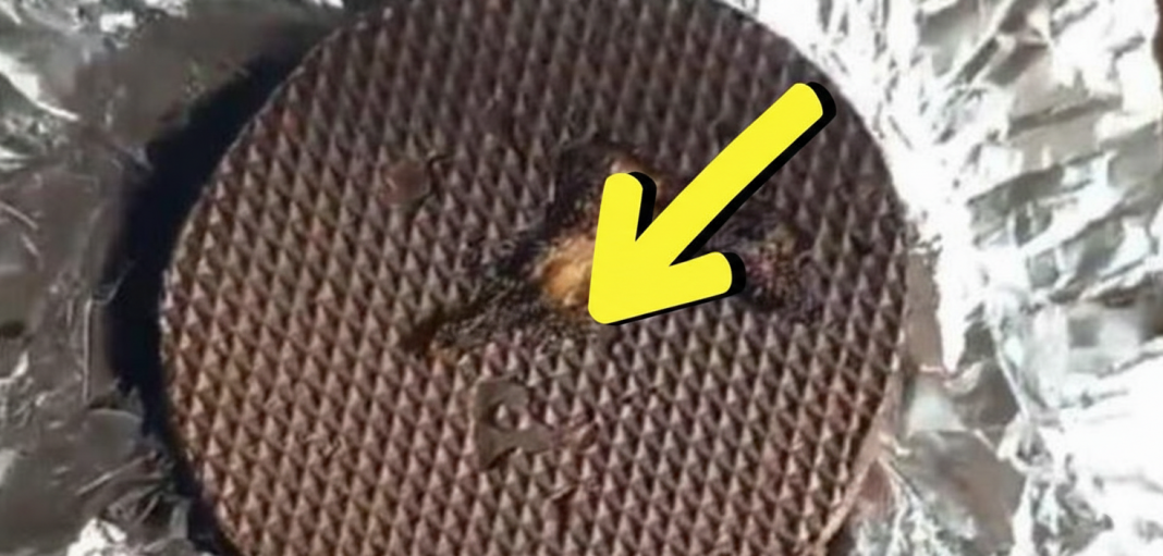 Gemini_Generated_Image_jltdl2jltdl2jltd