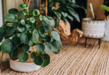 Biljku amajliju treba da ima svaka kuća: Traži malo vode i senku, donosi sreću i novac, a tera sve loše