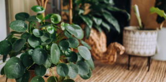 Biljku amajliju treba da ima svaka kuća: Traži malo vode i senku, donosi sreću i novac, a tera sve loše