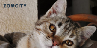 Mačka je pravi lek za čoveka: 7 bolesti koje samo ona može da izleči!