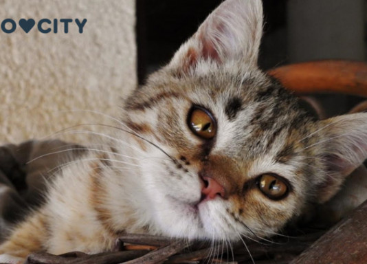 Mačka je pravi lek za čoveka: 7 bolesti koje samo ona može da izleči!