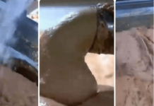 0V0 JE NAJ0PASNlJA NAMlRNlCA, A STALNO JE JEDEMO: Niko vam neće reći da može biti 0TR0VNA!