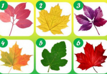 Psihotest: Odaberi svoj list i pročitaj što tvoj odabir govori o tebi