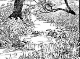 Možete li pronaći skriveno lice? Vizuelni izazov koji testira pažnju i percepciju