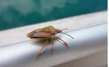 Kako se najlakše rešiti SMRDIBUBA? Ovako će zbisati iz vašeg doma + 2 najčešće greške
