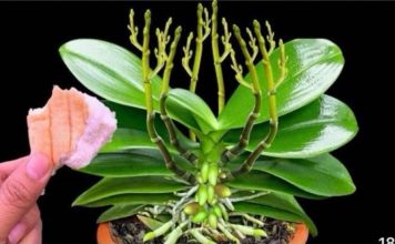 Stavite 1 komad ispod orhideje! Odjednom izraste 100 grana i cvjeta cijele godine