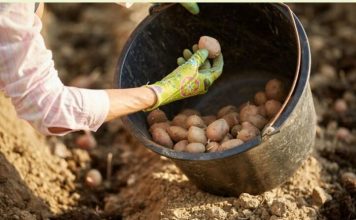 Najveća štetočina koja NAPADA KROMPIR: Otkrijte jednostavan prirodni sastojak za TRAJNO UKLANJANJE krompirovih zlatica