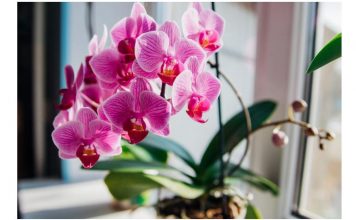 Izlio sam šalicu do korijena! ODMAH Orhideje cvjetaju tijekom cijele godine na ovaj jednostavan način.