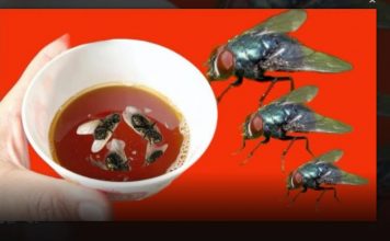 Nikad nisam iskusio učinkovitiju metodu za uklanjanje muha: ovaj jednostavan trik za vaš dom je nevjerojatno učinkovit!