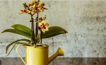 Sipao sam 1 čašu u korijenje! Orhideje ODMAH cvjetaju cijele godine na ovaj jednostavan način.