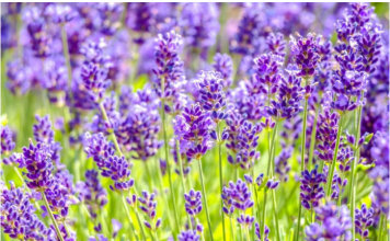 MOŽETE JE I VI, VRLO JE JEDNOSTAVNO: Ovako razmnožavam lavandu i naše dvorište je postalo oaza mira i mirisa!