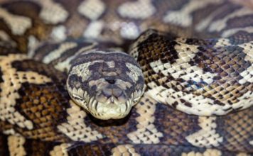 Ako zmije uvijek pronađu put do vašeg dvorišta: POSADITE OVE 3 BILJKE I ZAOBILAZIT ĆE VAS U ŠIROKOM LUKU