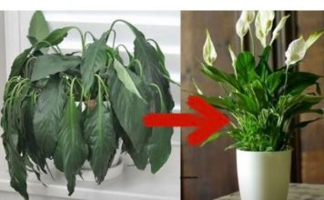 Samo jedna kasika i Spathiphyllum nevjerovatno ce cvjetati!!