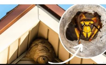 Domaći TRIK za otklanjanje stršljena: Samo sam ga stavio u baštu i sutradan ih nema!