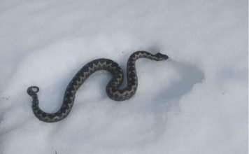 Zmije ispuzale usred zime! Narod vjeruje da ovo nije dobar znak, a poznati zmijolovac upozorava – Dobro obratite pažnju (Foto)