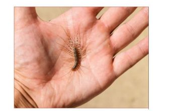 VEĆ SU SVUDA! AKO VIDITE OVU BUBU NA ZIDU, NI SLUČAJNO JE NE UBIJAJTE: Jezive su, ali ukazuju na jedan veliki problem koji imate u kući