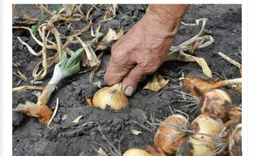 Nemojte zaboraviti krajem MAJA bitno gnojivo za luk- EVO KAKO DA SE SPREMITE ZA NAJVEĆU BERBU IKADA