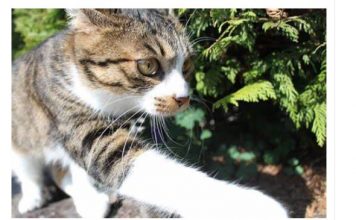 NEPOZNATA MAČKA VAM SE POJAVILA NA KUĆNOM PRAGU? INDIJSKO VJEROVANJE UPOZORAVA: “U toj kući će uskoro biti…”