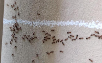Nećete verovati: Mravi od pamtiveka nagoveštavaju događaje, evo kada slute zlo i nesreću u kući