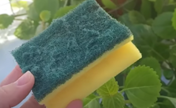 Nikada ne bacajte stari sunđer: Kada vidite čemu služi čuvat ćete ga kao oči u glavi!!TRIK KOJI JE OBIŠAO CIJELI SVIJET!!!!